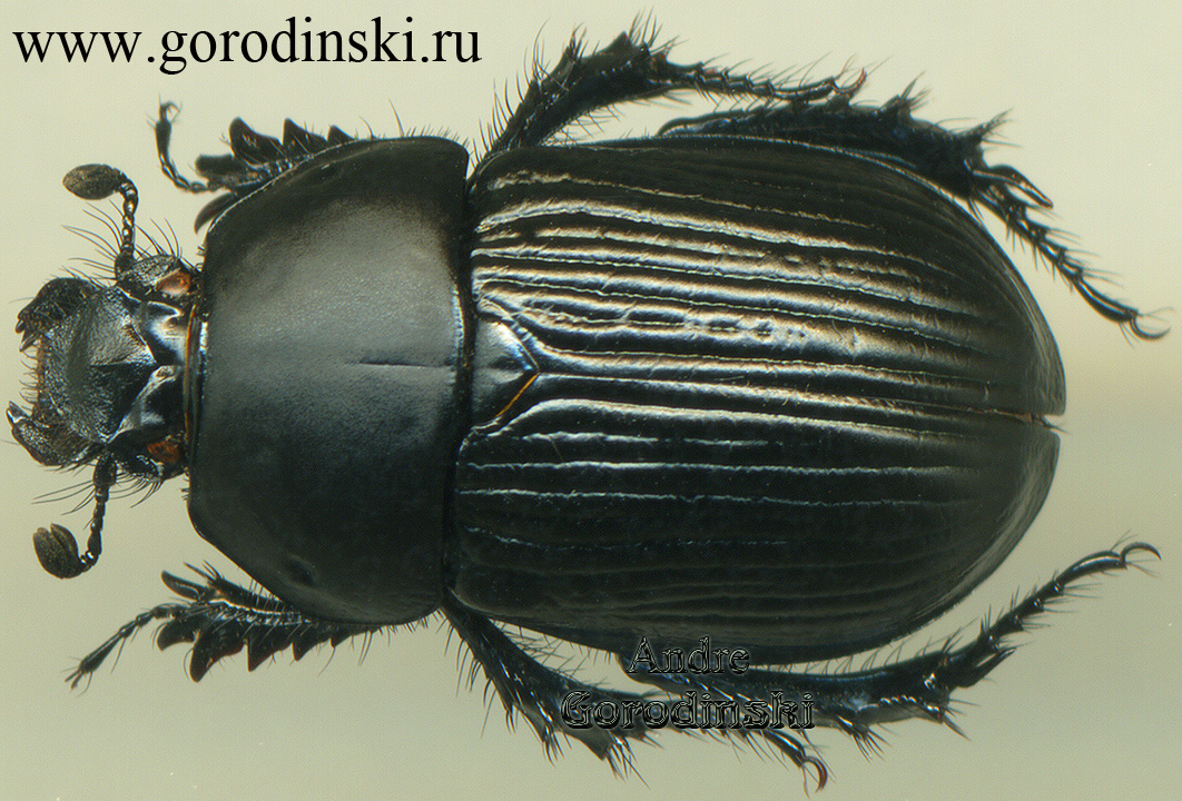 http://www.gorodinski.ru/geotrupes/phelotrupes armatus.jpg